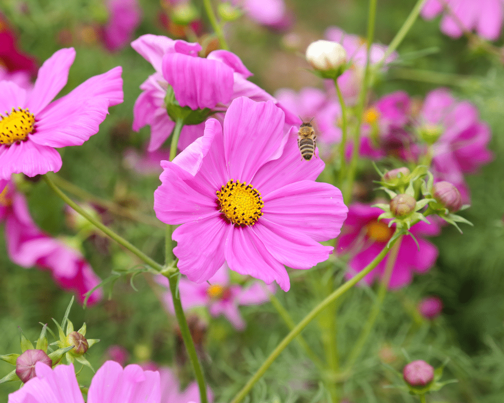 pink coreopsis