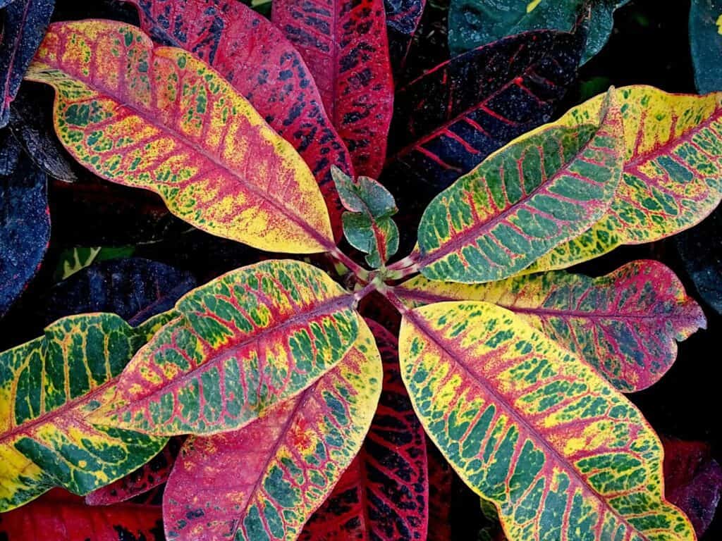 croton plant