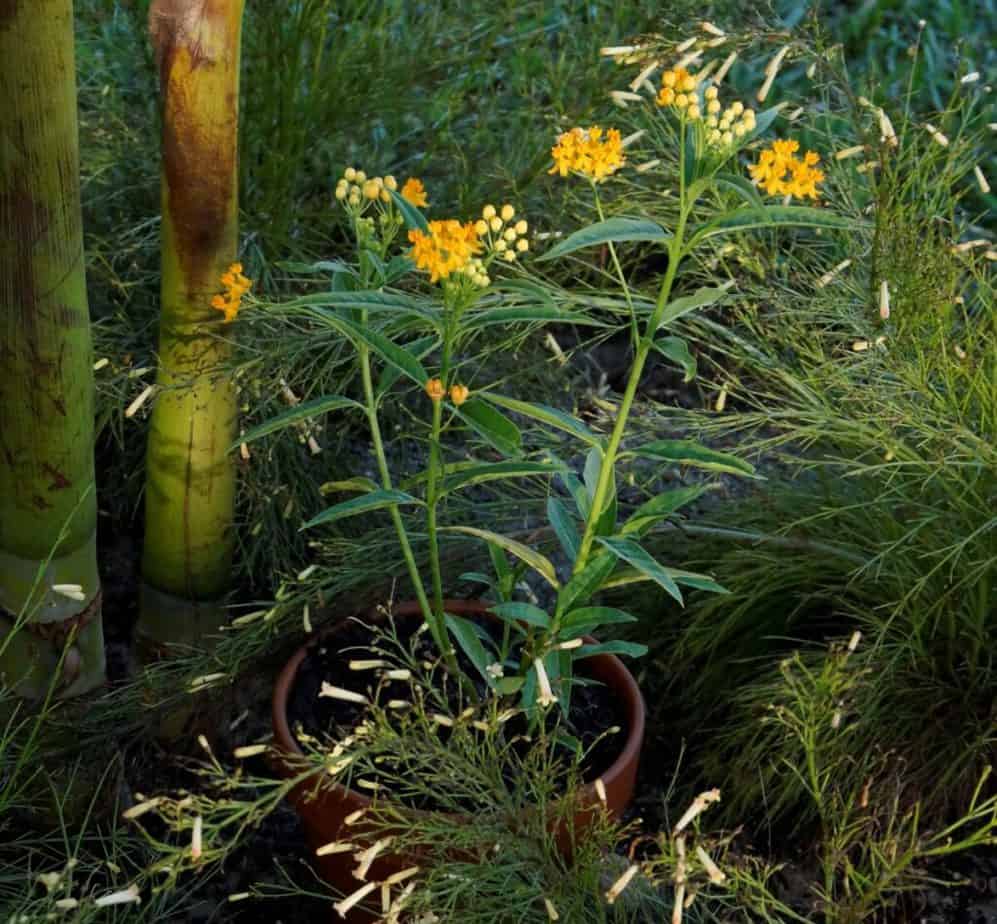 Milkweed