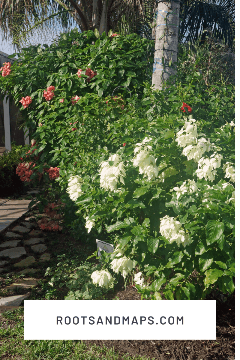 Mussaenda in two colors