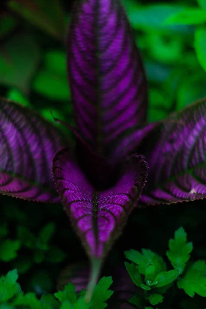 purple persian shield