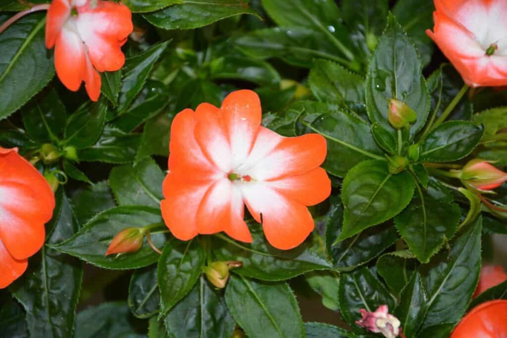 Sunpatiens are the variety that works best for us.