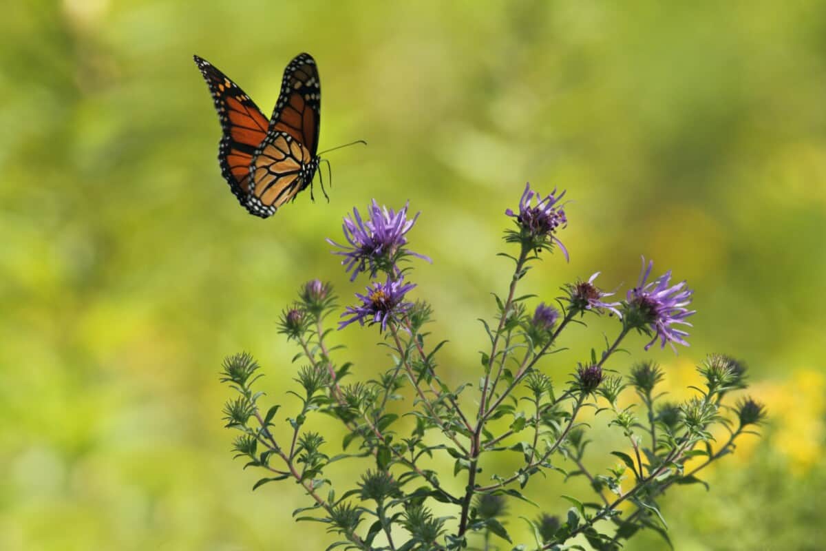 Monarch Butterfly In Flight