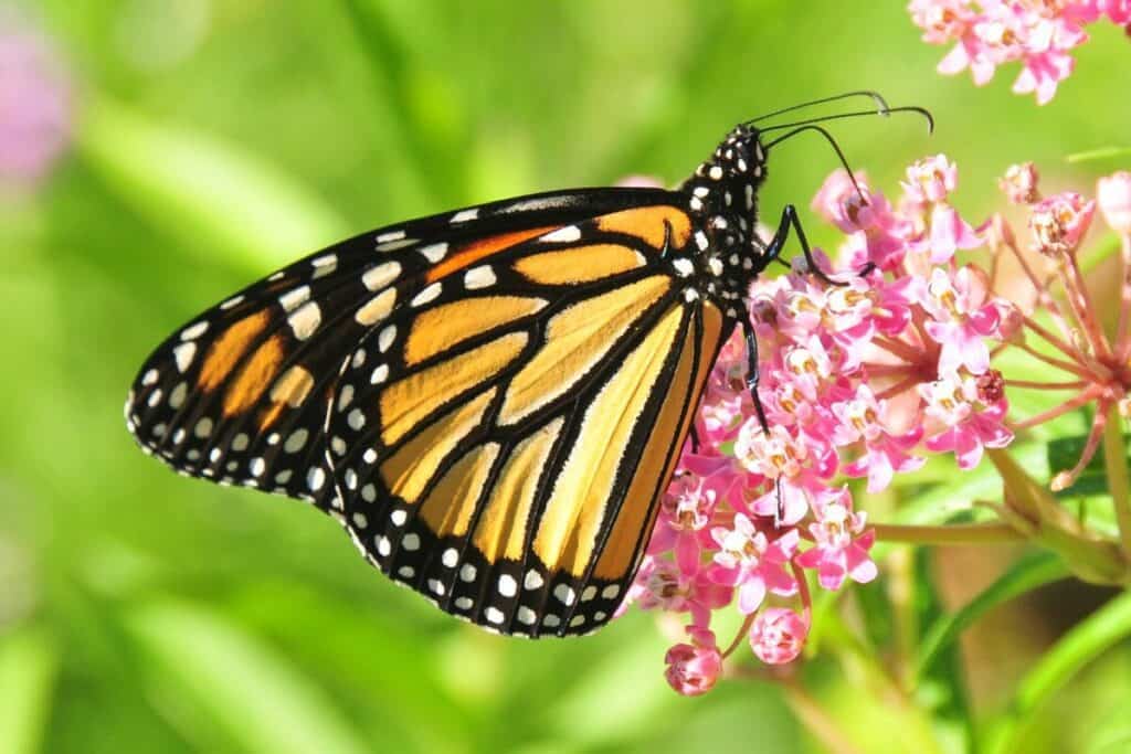 Monarch Butterfly Busy