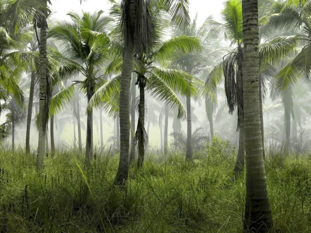 Palm grove