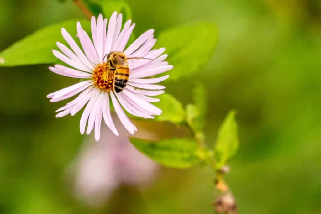 flower with bee