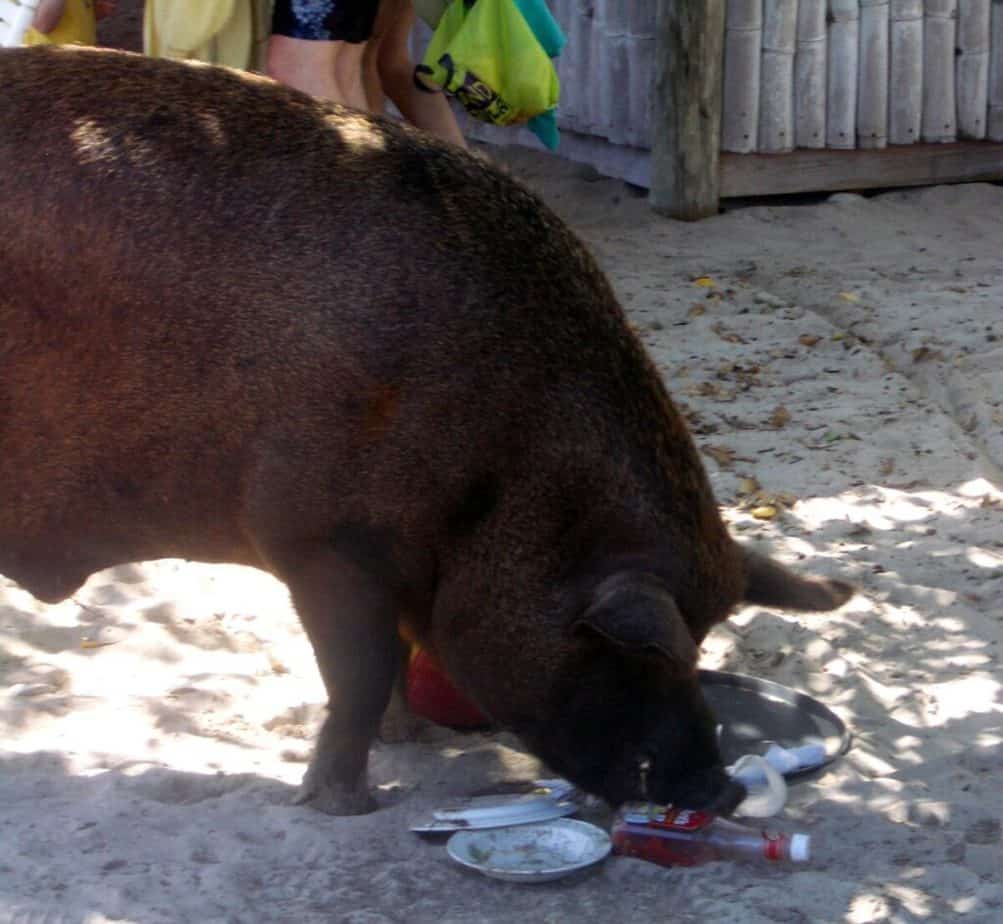 Wilbur At Lunch