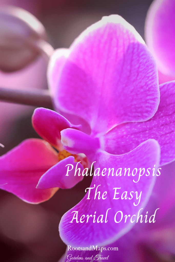 Phalaenopsis orchid