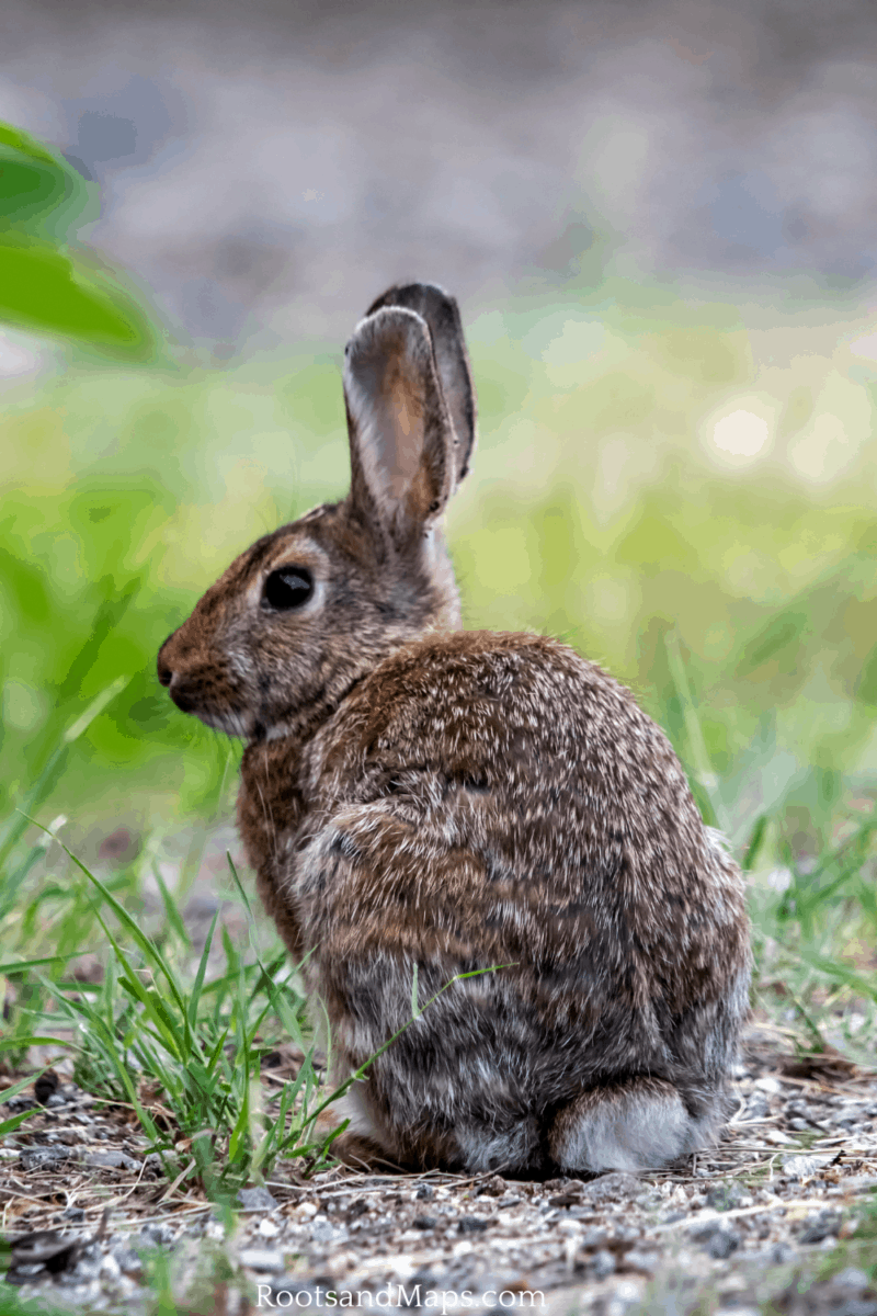 rabbit