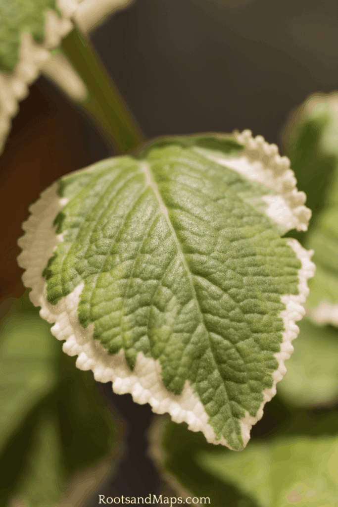 Cuban oregano leaf, variegated, this plant is related to Mona Lavender.