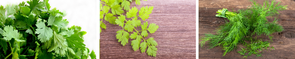 some favorite herbs, cilantro, chervil. dill