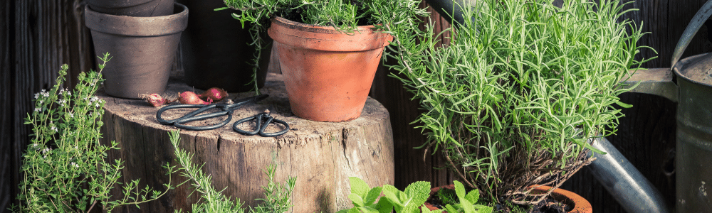 group of your favorite herbs growing in a small space