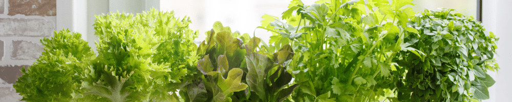 growing your favorite herbs 