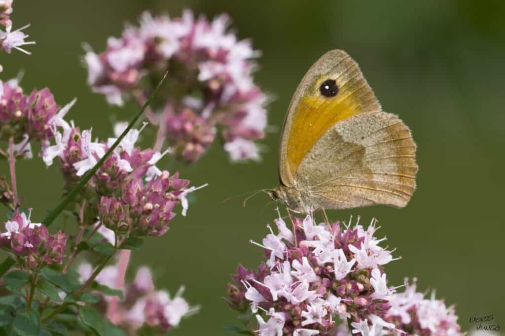 We use oregano in cooking but we can also use it as a pollinator attractor. Here is a blossom with pollinator.