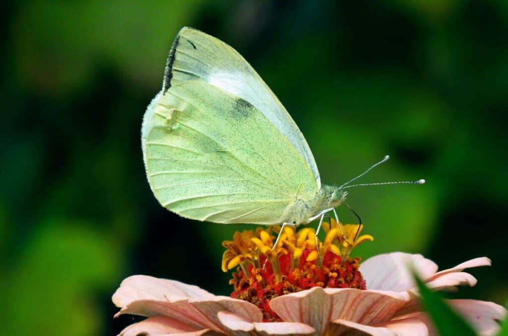 Cabbage moth that damages any cabbage family vegetables. It is deterred by the oregano plants.