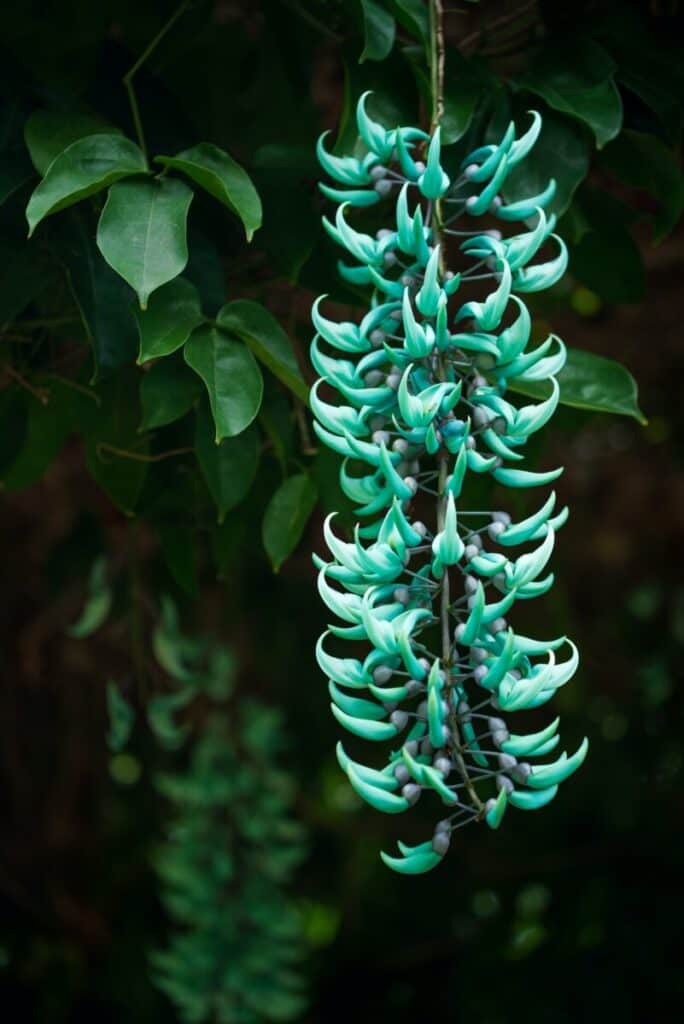 Jade Vine in the Dark