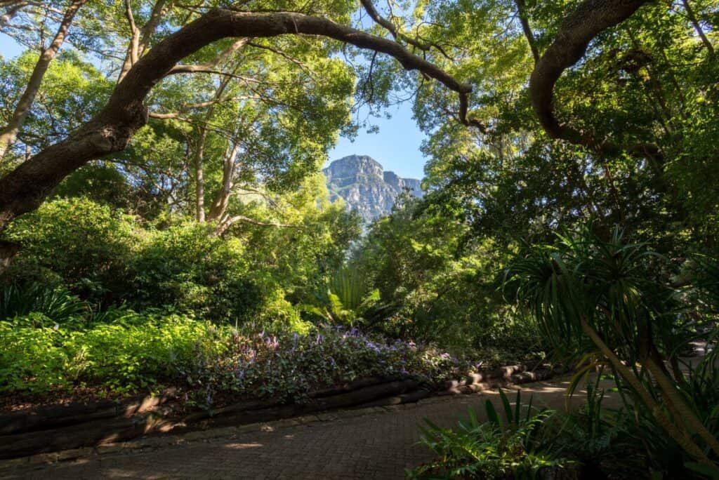 Table Mountain, viewed from Kirstenbosch Botanical Garden, the home of the Mona lavender plant.