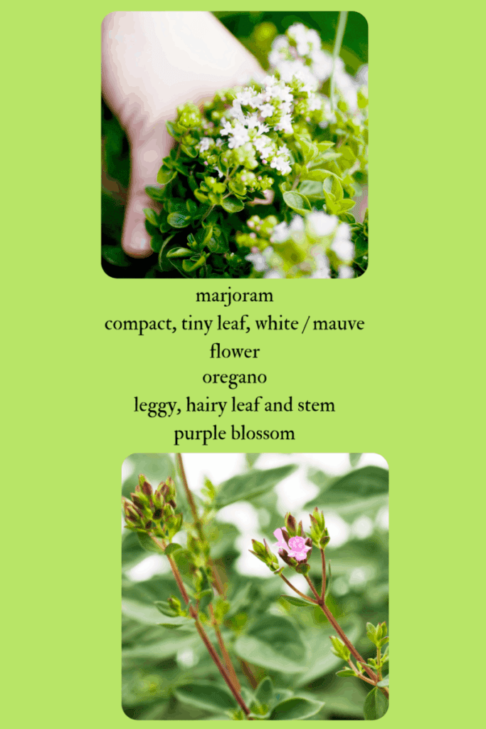 images of marjoram and oregano how to grow it and use it.