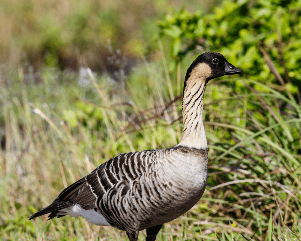 Nene, the endangered Hawaiian goose