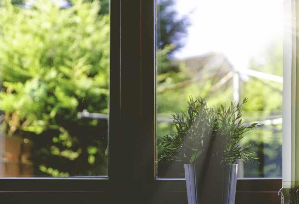 plant in ceramic pot in window