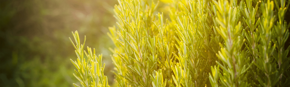 Rosemary in sunshine, sage advice for herbs, rosemary from garden to kitcchen