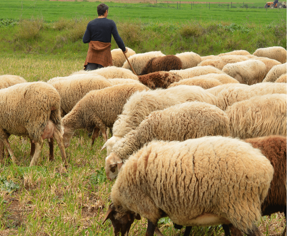 sheep grazing on a hillside with shepherd