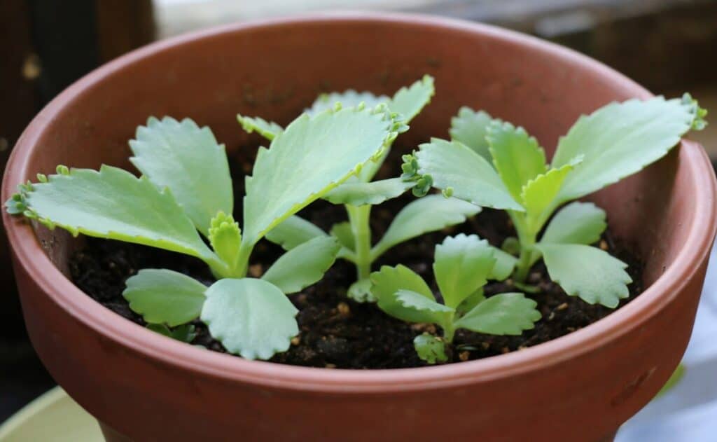 Terra Cotta Pot with plants