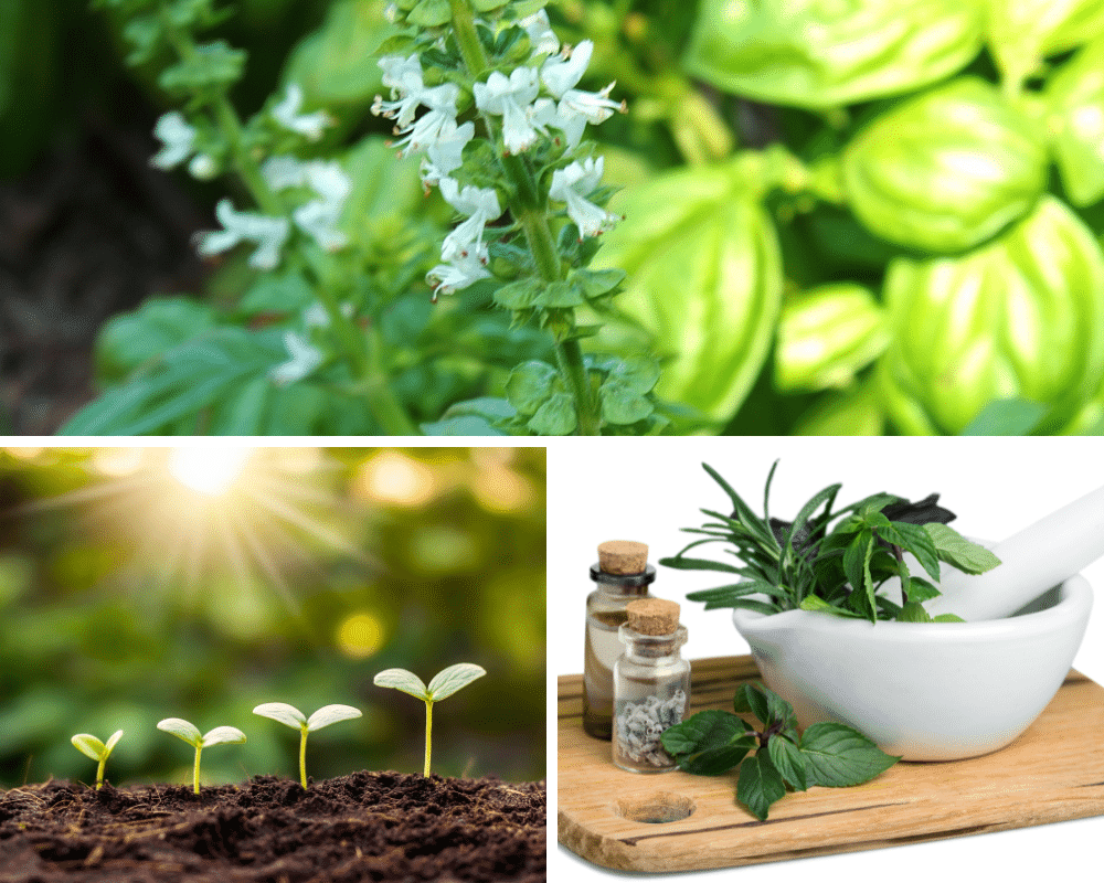 The growth of Basil: sage advice, best basil tips