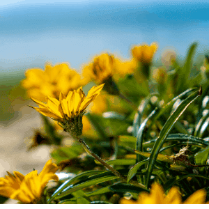 The beach daisy, will grow in pure sand and holds it in place, thus solving weather related problems