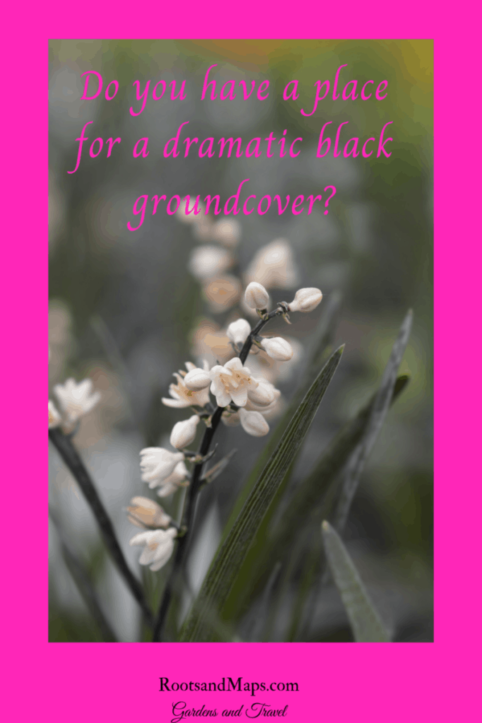 Black Mondo Grass