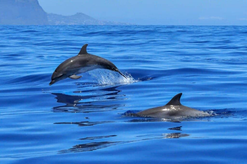 Dolphins, leaping