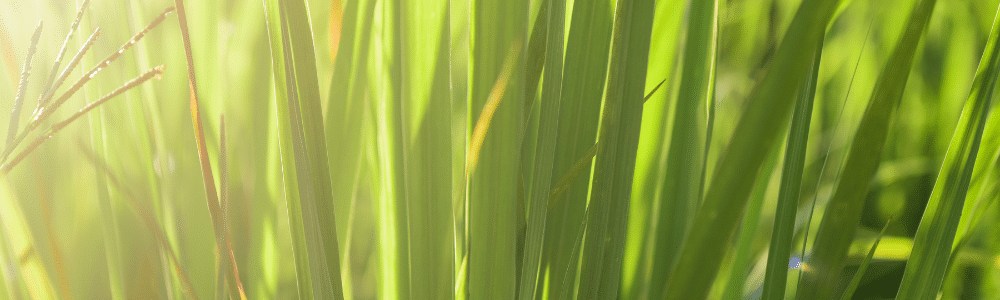 Lemongrass: sage advice about herbs-garden to kitchen