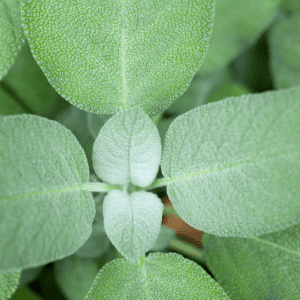 soft sage leaves, culinary sage, garden to kitchen