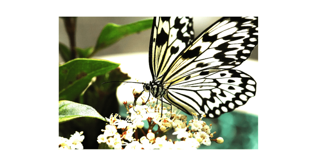 butterfly feeding, they live throughout the world.