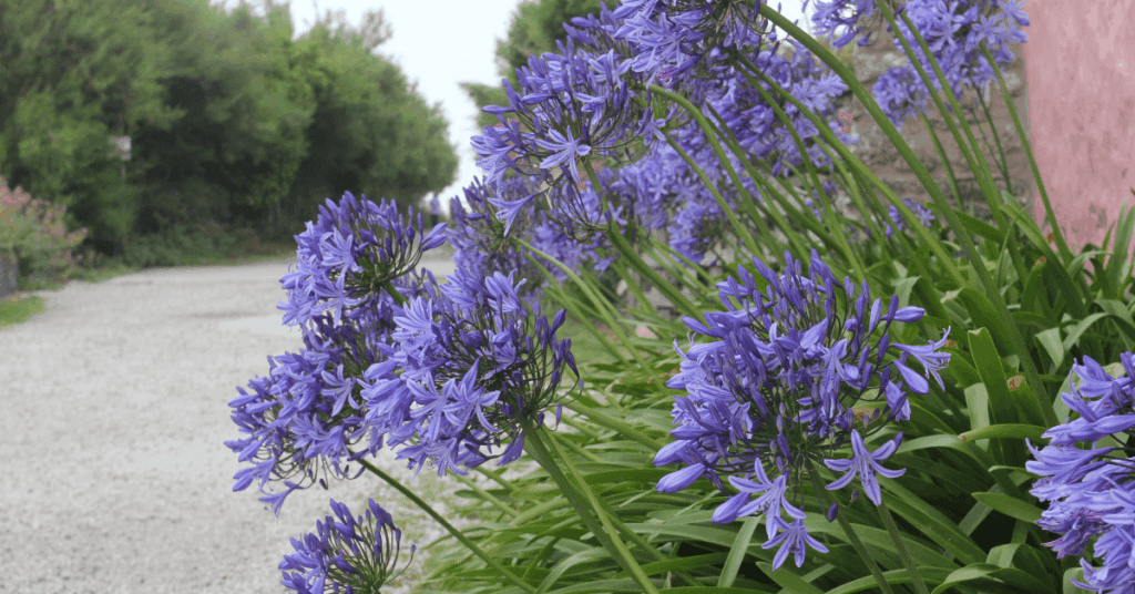 agapanthus in bloom