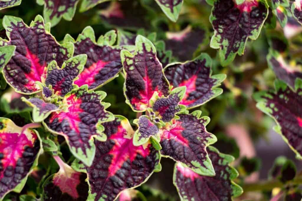 coleus plants in multi color, in our tropical garden.