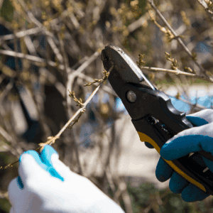 pruning bare shrubs in early spring