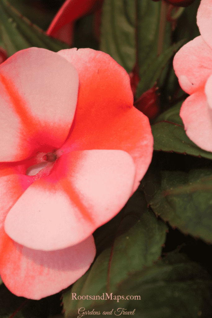 impatiens