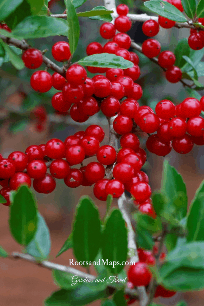 Ilex Vomitoria