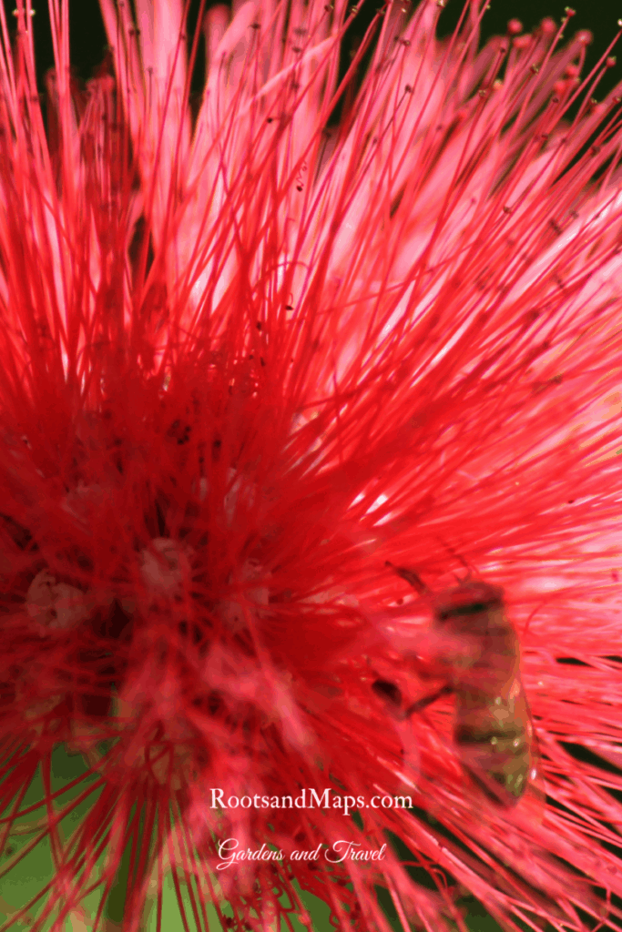 pink powder puff flower