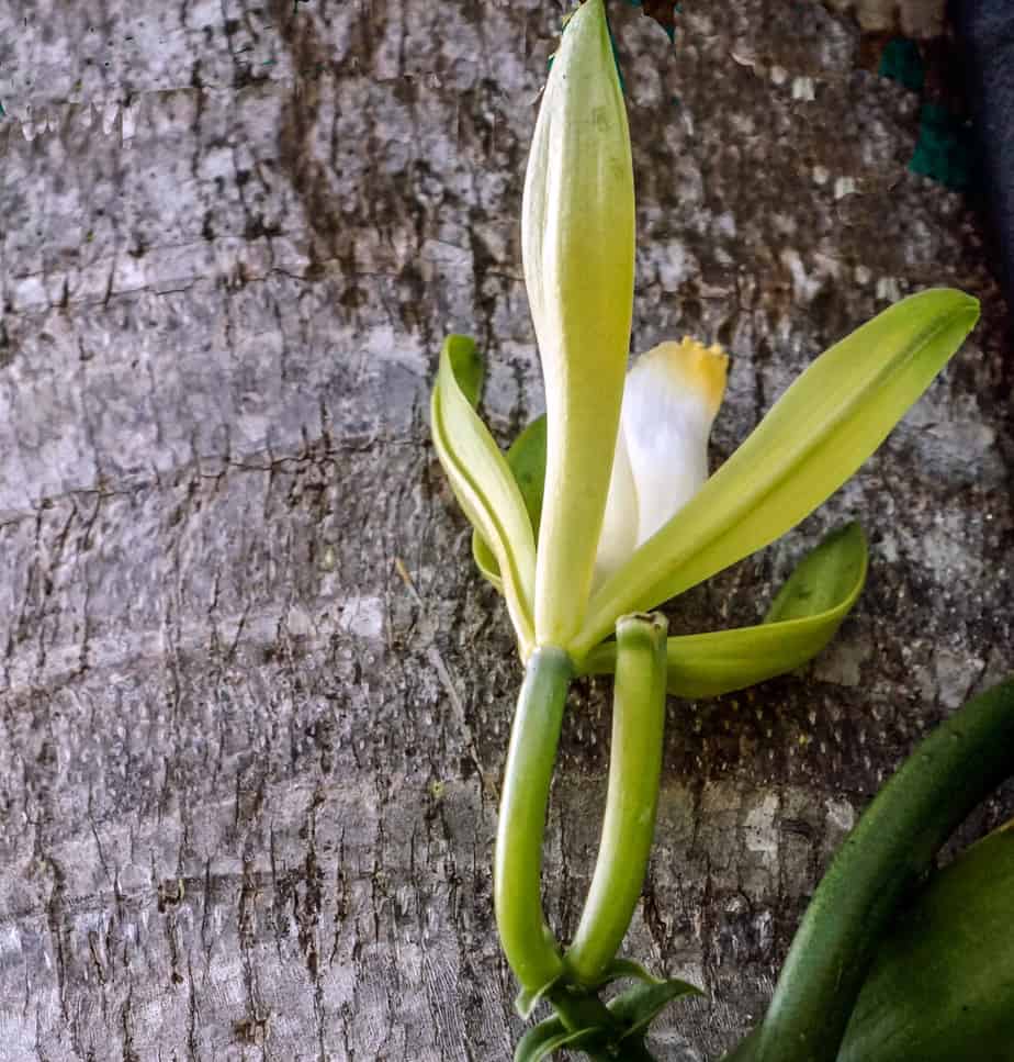 Bloom of the Vanilla Orchid