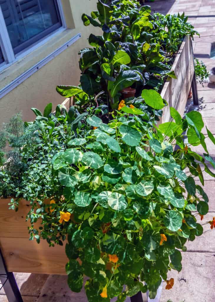 raised vegetable bed