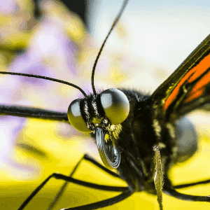 This is the compound eye of the butterfly. He sees what he wants before he gets there.