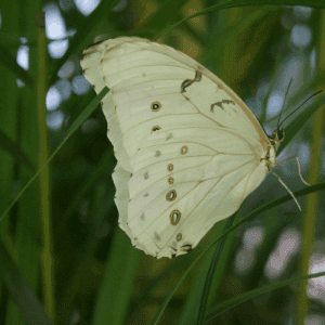 Butterflies seek shelter in blades of tall grass, shrubs and rocks.