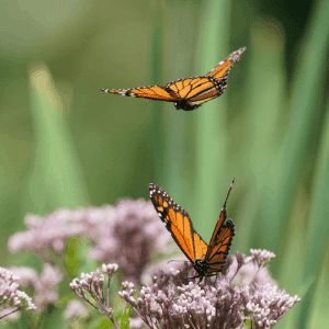 Butterflies want nectar in your plants. They smell it first.