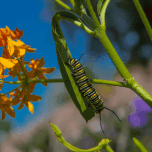 Monarch butterfly caterpillar in characteristic black, white and yellow stripes. It dresses for dinner.