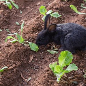 rabbit eating lettuce in garden