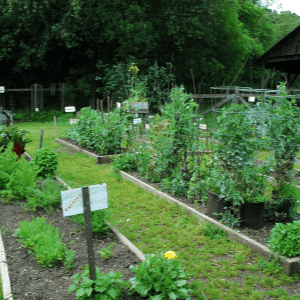 raised bed vegetable garden