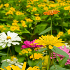 Bright blossoms to attract butterflies to lunch.