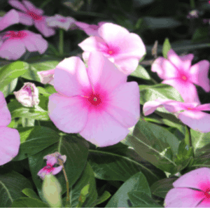 Annual Vinca Bloom throughout the year.